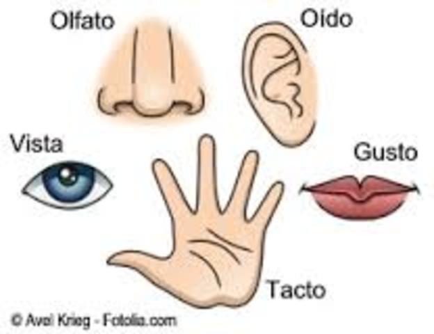 SENTIDO OLFATO