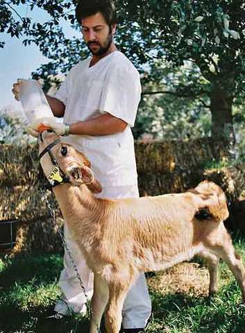 VACA QUE PRODUCE INSULINA EN SU LECHE