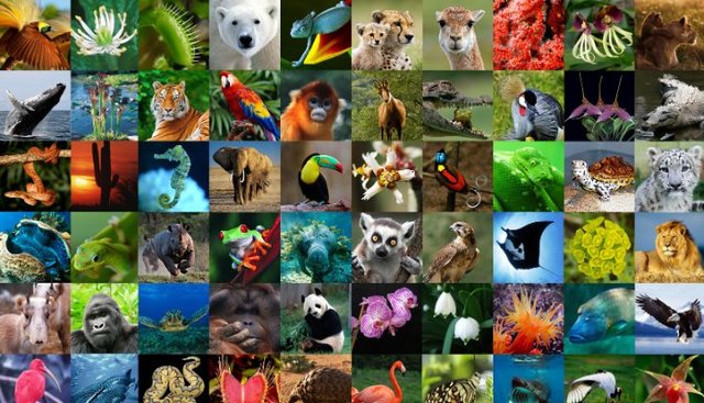 Convention on the International Trade of Endangered Species of Fauna and Flora (CITES)