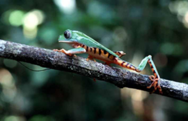 nternational Conference on Biodiversity Conservation in Transboundary Tropical Forestsread