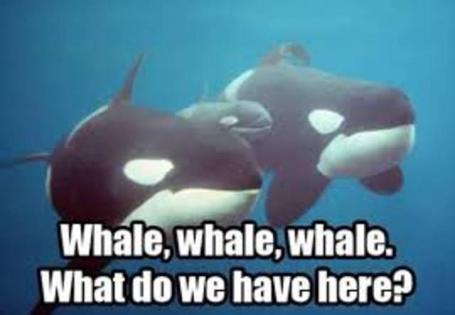 Grimstermeister asks "What have we here?"