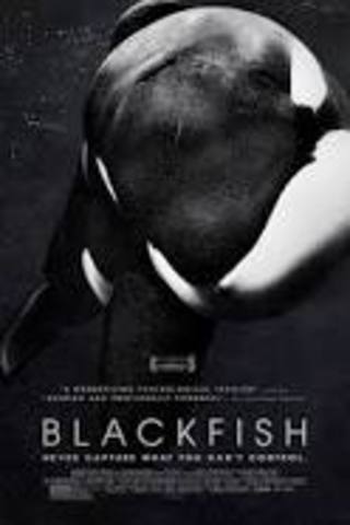 Blackfish CNN