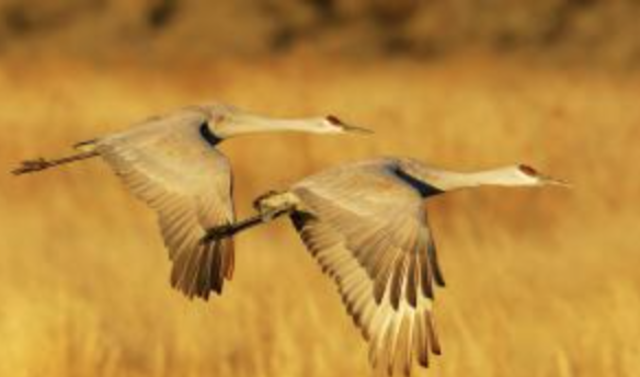 International Crane Foundation