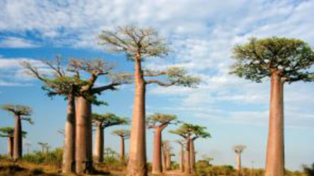 Conservation International