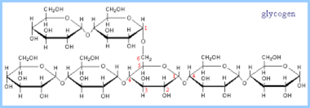 Glycogen is linked to diabetes and the apperance of sugar in urine