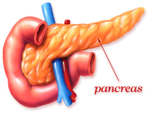 Langerhans discovers the cells in the pancreas that produce insulin
