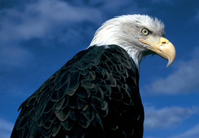 The bald eagle