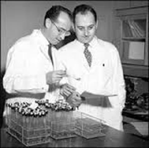 Jonas Salk and Thomas Francis