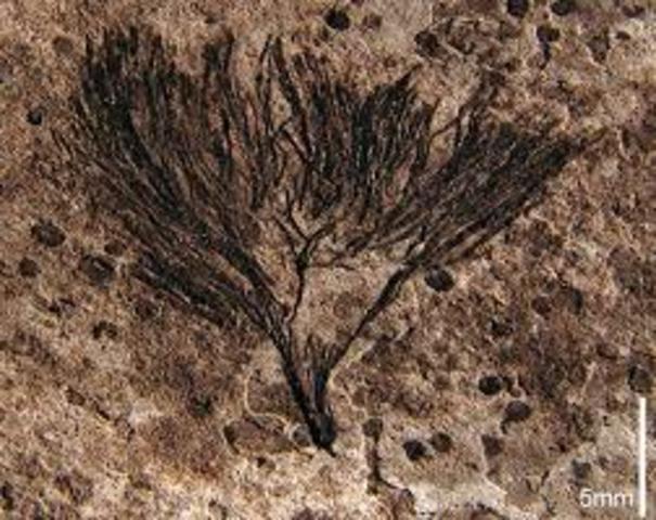 Apex chert earliest fossils