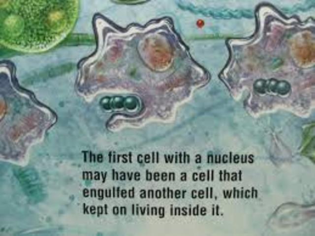 First cells with a nuclues
