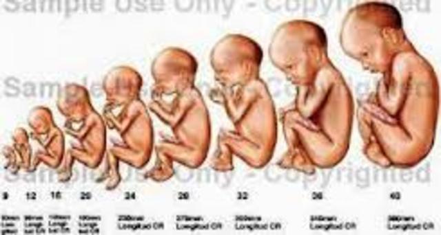 DESARROLLO FETAL