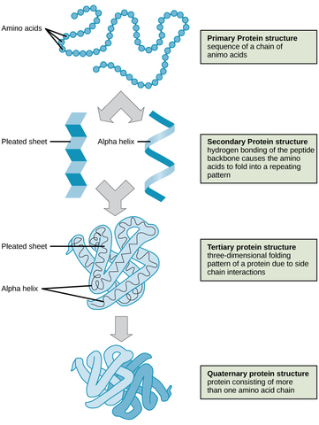 Becomes first human protein to be chemically synthesized