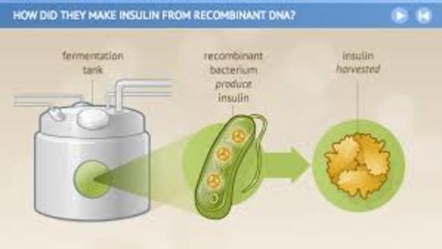 Recombinant "Human" Insulin Produced