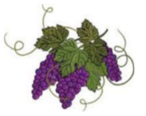Grape Growers & UFWOC