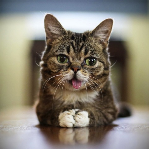 In 5th grade I got my first pet (cat).