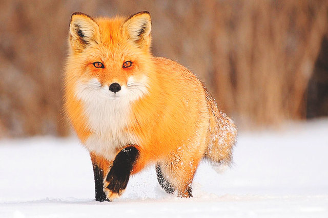 en Reino Unido se prohíbe por ley la caza del zorro, de la liebre y otros deportes que matan mamíferos salvajes.