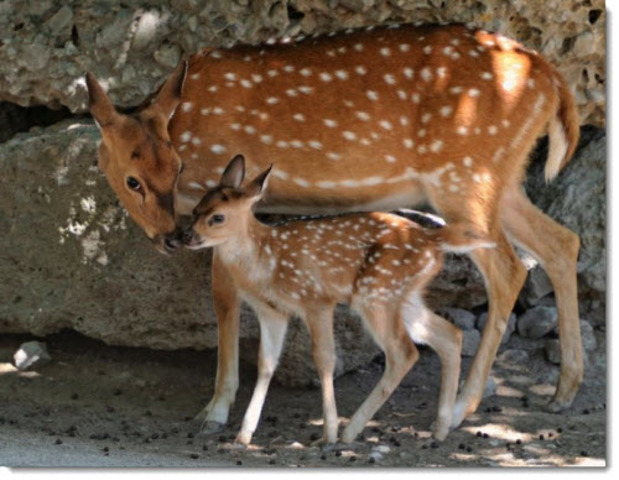 Motions were passed to protect deer