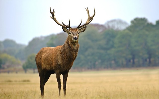 Year overveiw of 2014 hunting season