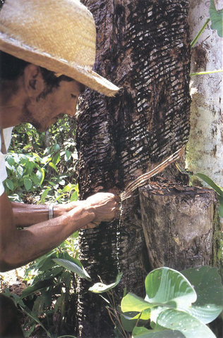 Comienzos Del Caucho