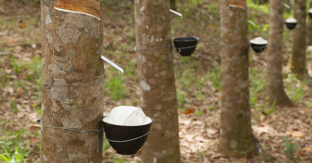 Lágrimas Del Arbol Del Caucho