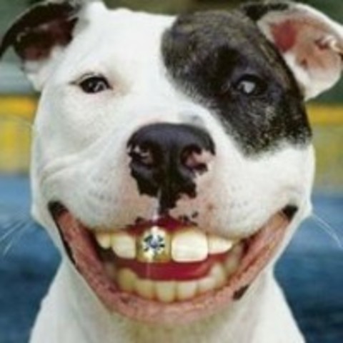 muere mi perro firulais