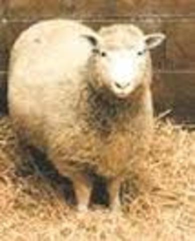 Clonacion oveja Dolly
