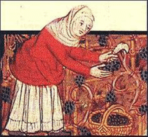 Economía en Canarias. Introducción de la caña de azúcar y la vid.