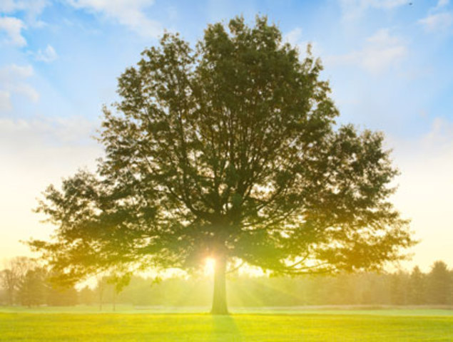 Curt Lemon is Killed