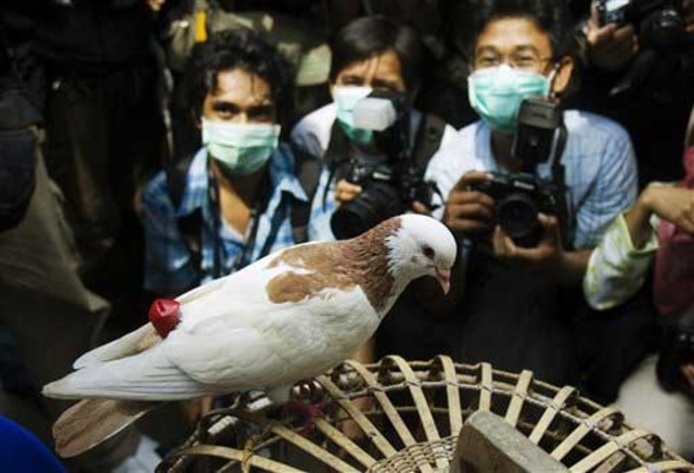 Enero y Marzo 2007: Picos de preocupación por gripe aviar