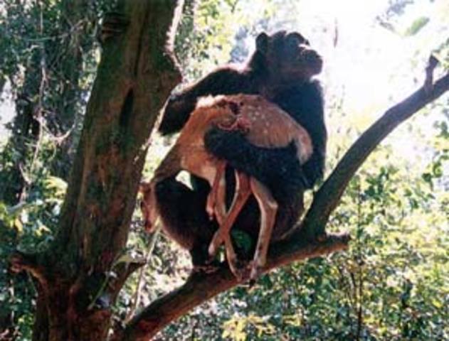 Chimpanzee with a Dead Bush Buck