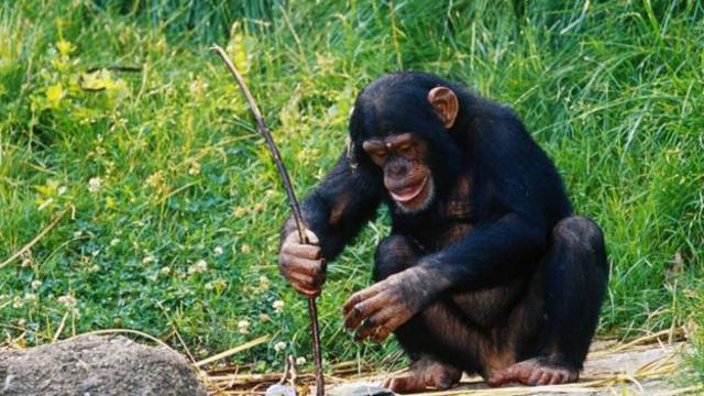 Chimp Using Tools