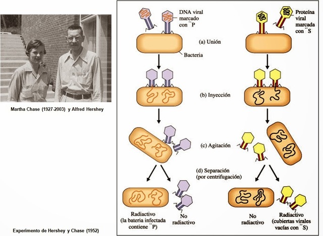 Experimento de Hershey y Chase.