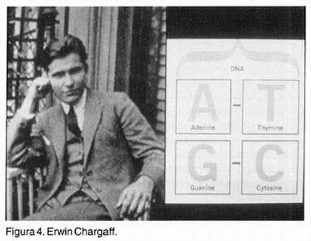 Experimento de Erwin Chargaff.