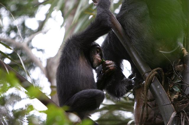 Chimpanzee Using Leaves as Sponges