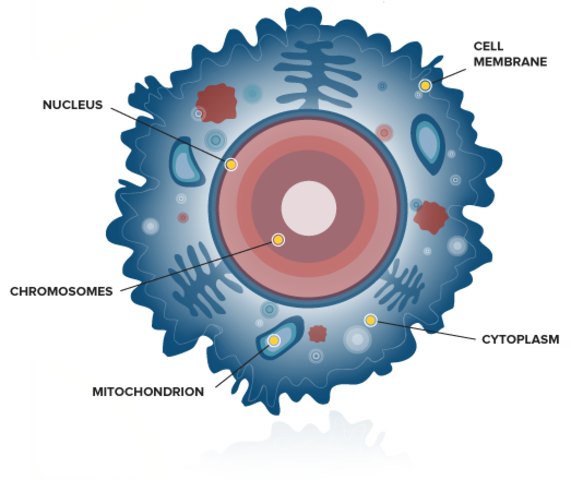 First look at a cell's neucleus