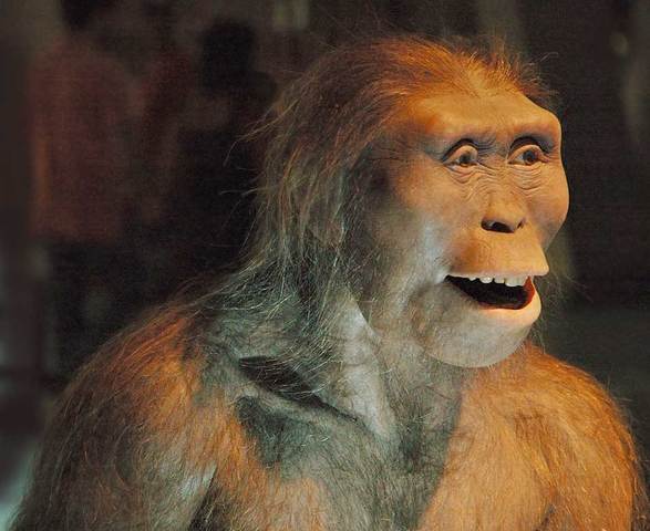 Earliet ancestor of mankind found