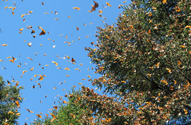 Reserva de la Biósfera de la Mariposa Monarca