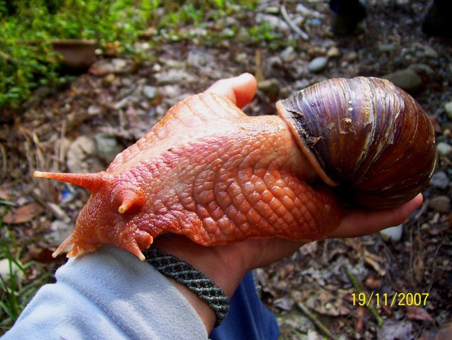 big giant african snail