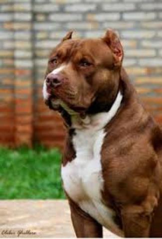 when i got my first dog