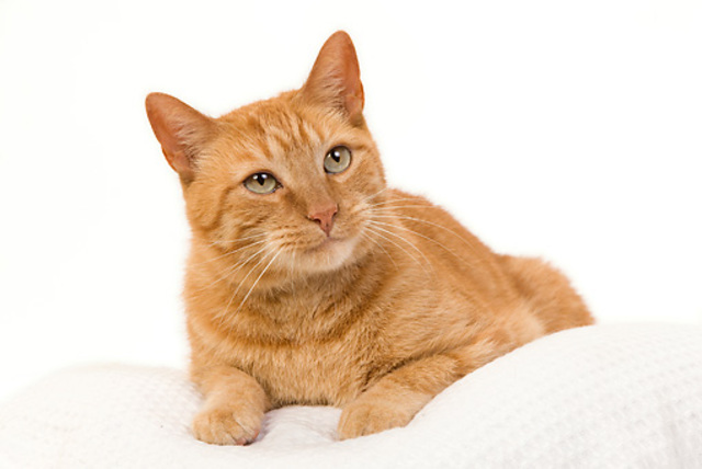 We got my cat Charlie