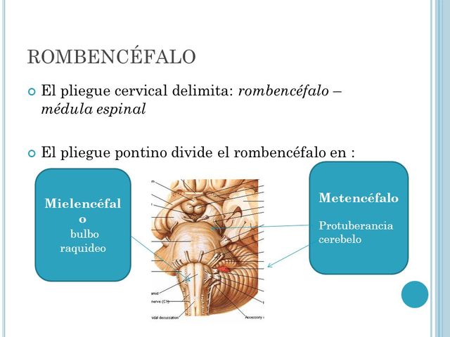 Rombencéfalo