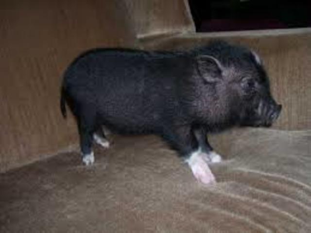 bodan my pot belly pig