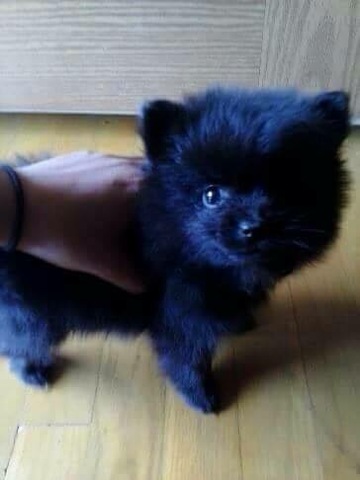 je obteni un animal familier