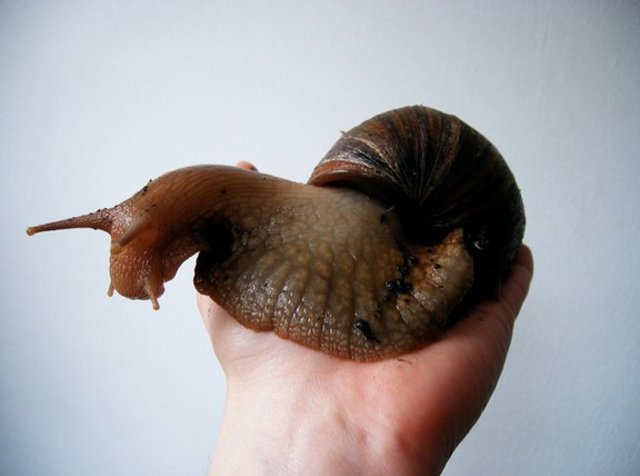 The snail is in forced.