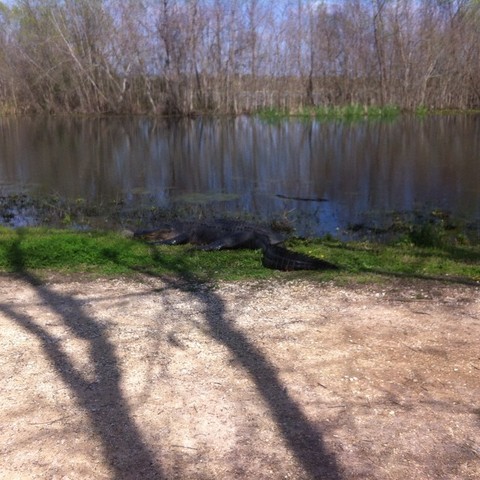 went to the swamp