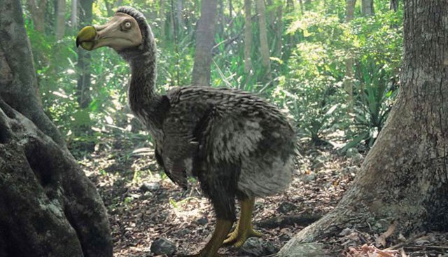 dodo