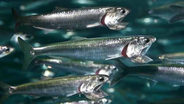1972-1973: sharp drop in anchovy population