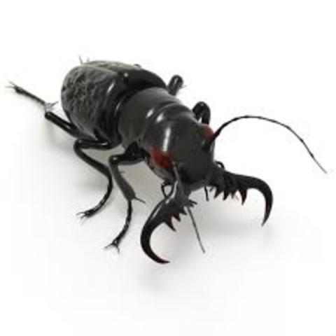 Monstrous Black Bettle