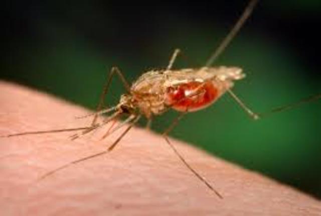 malaria