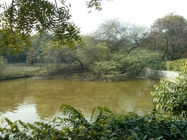 searching for henery's murder weapon